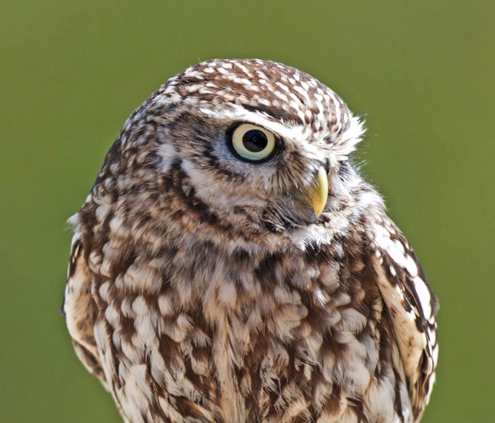 Little Owl
