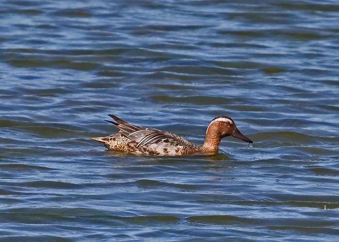 Garganey