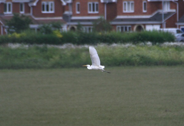 Great White Egret
