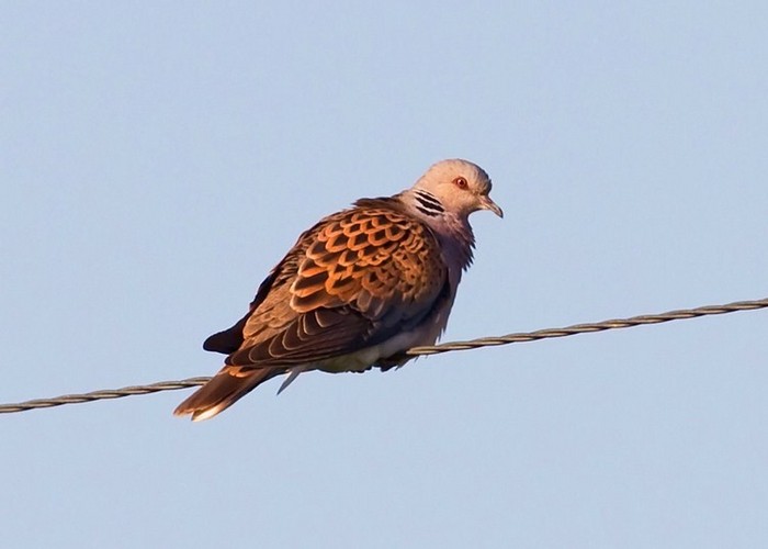 Turtle Dove