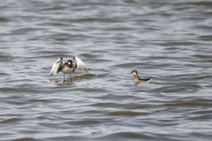 Red-necked Phalarope