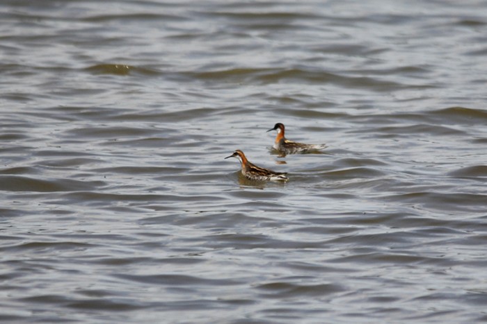 Red-necked Phalarope