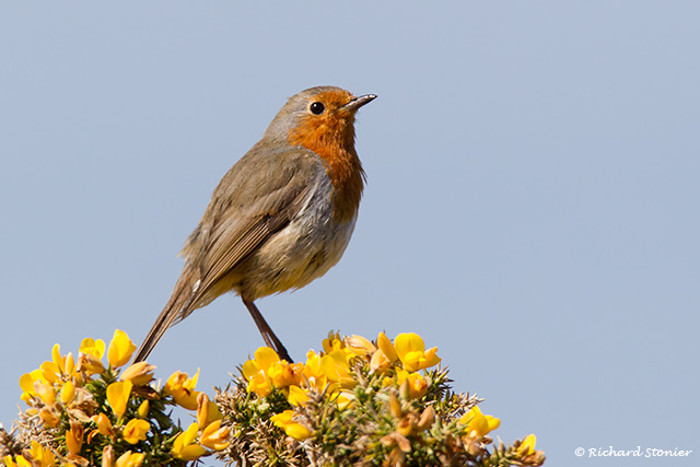 Robin