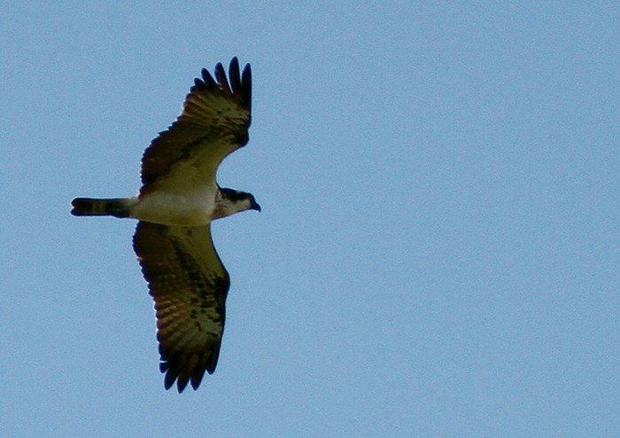 Osprey