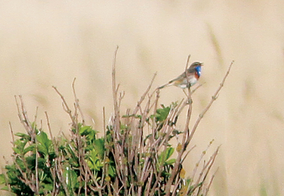 White-spotted Bluethroat