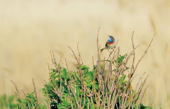 White-spotted Bluethroat