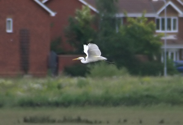 Great White Egret