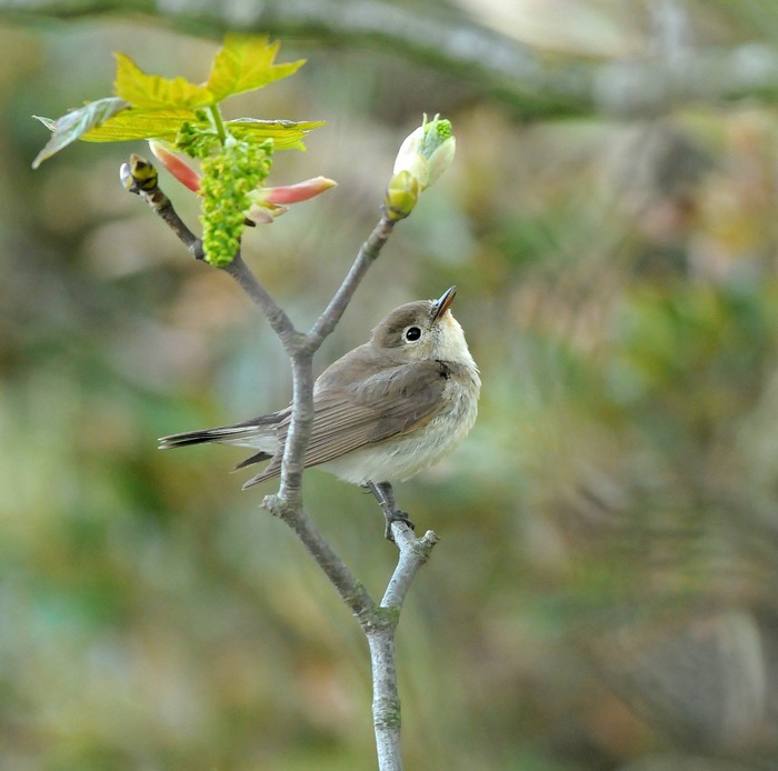 Red-breasted Flycatcher