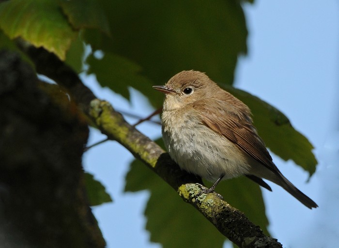 Red-breasted Flycatcher