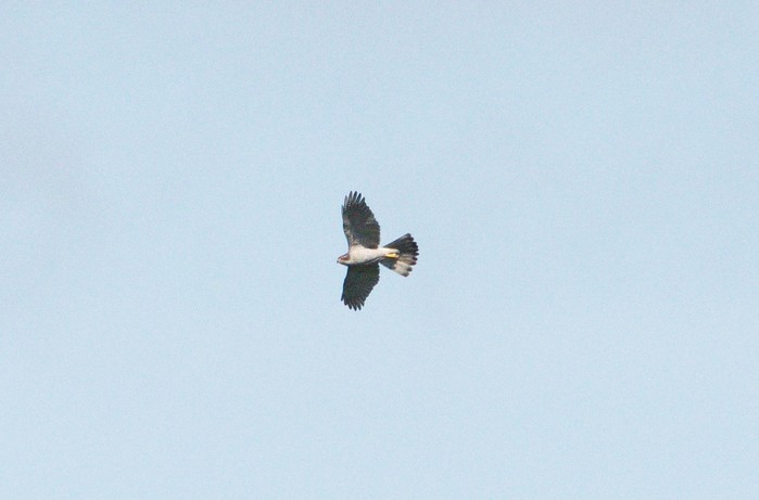 Goshawk