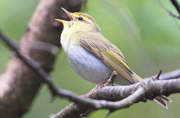 Wood Warbler