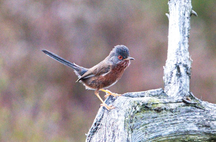 Dartford Warbler