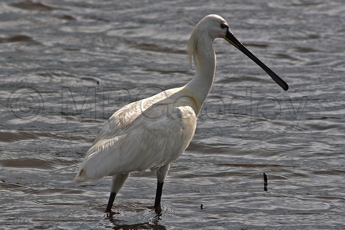 Spoonbill