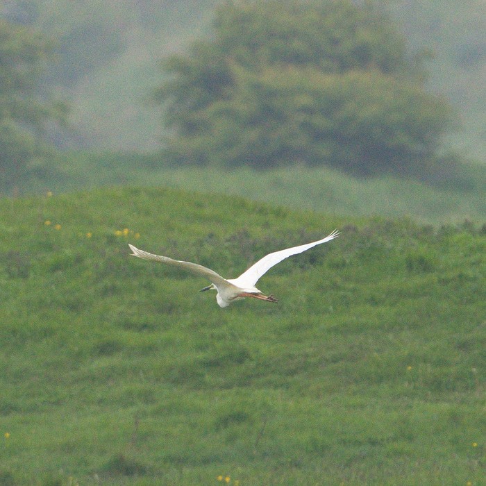 Great White Egret