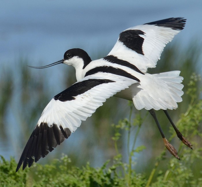 Avocet