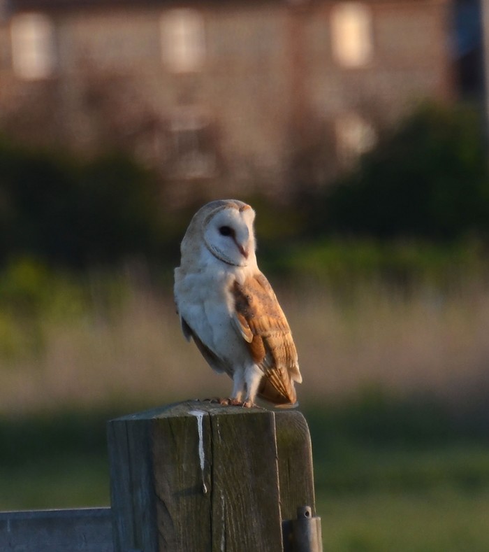 Barn Owl