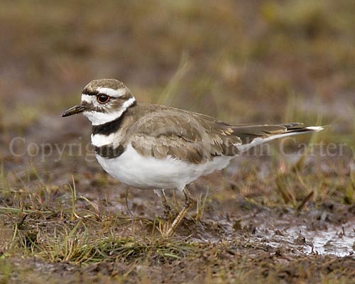 Killdeer