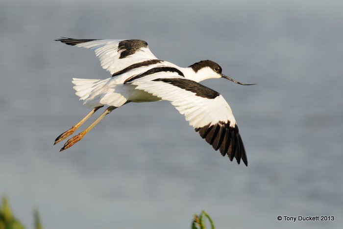 Avocet