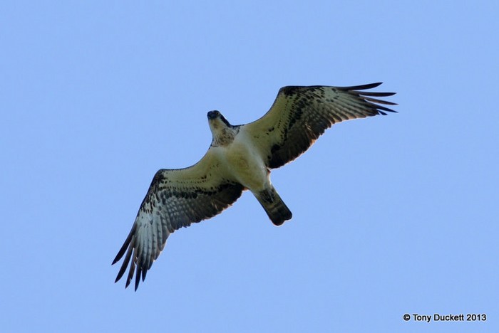 Osprey