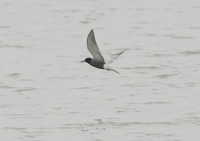 Black Tern