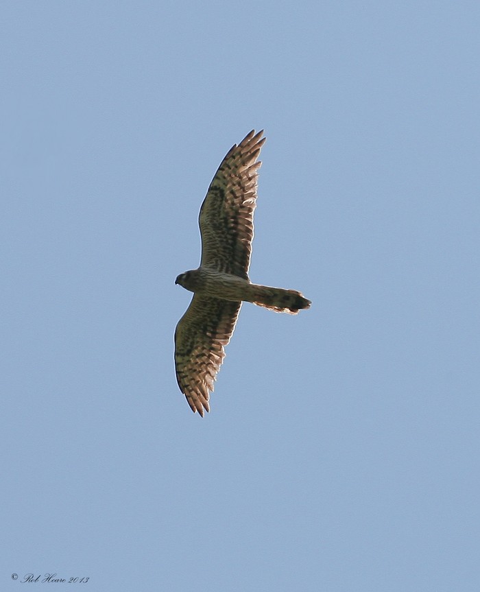 Montagu's Harrier