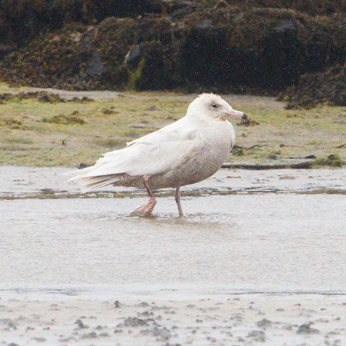 Glaucous Gull