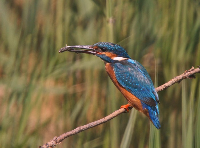 Kingfisher