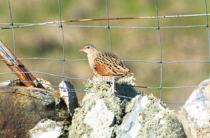 Corncrake