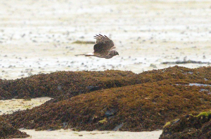 Hen Harrier