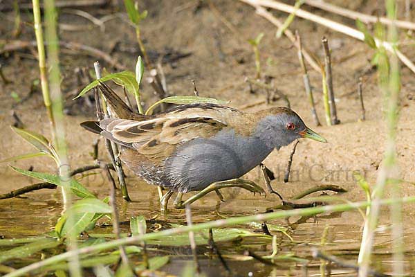 Little Crake
