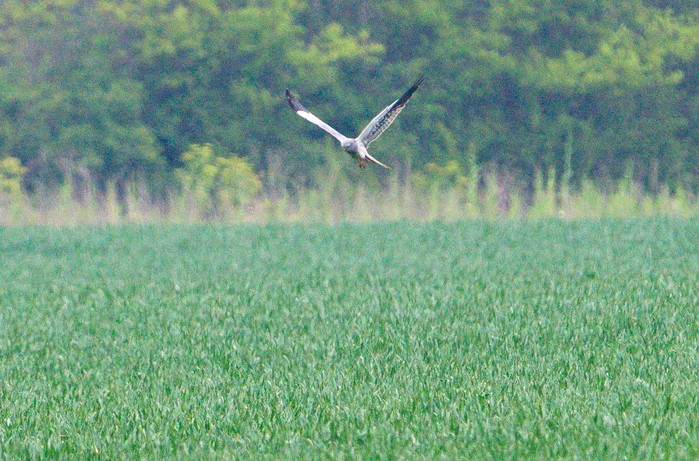 Montagu's Harrier