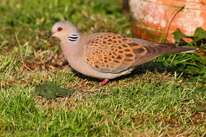 Turtle Dove