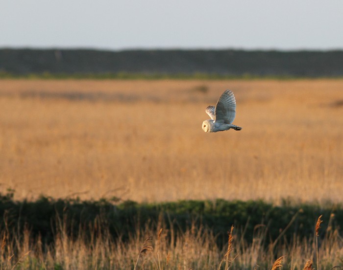 Barn Owl