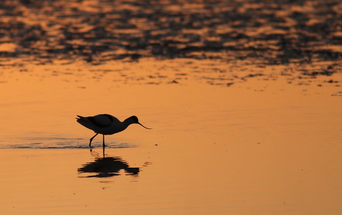 Avocet