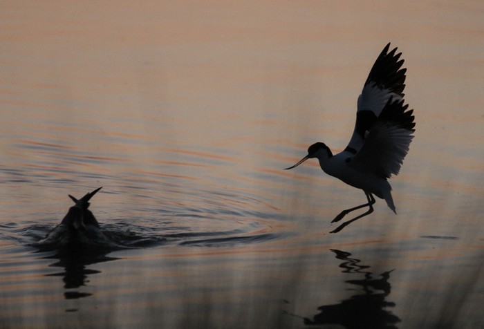avocet