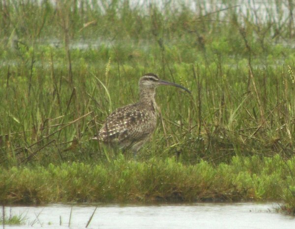 Hudsonian Whimbrel