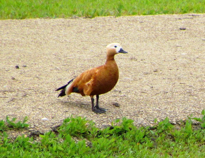 Ruddy Shelduck