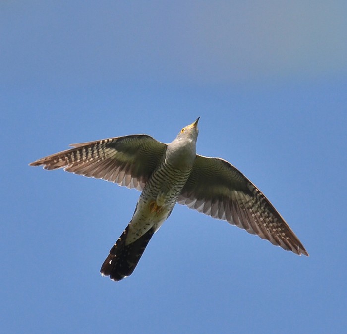Cuckoo