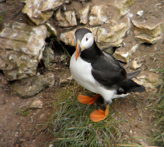 Puffin