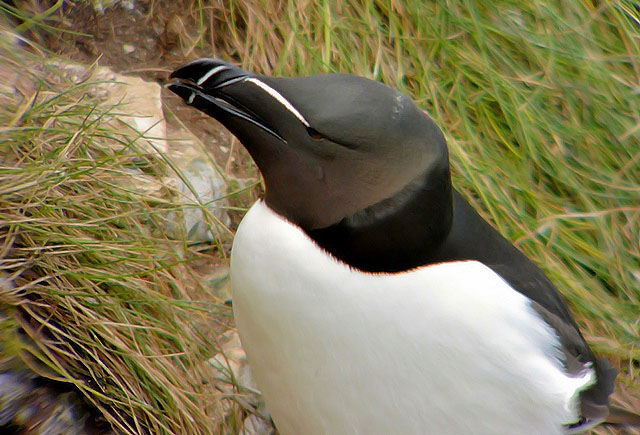 Razorbill