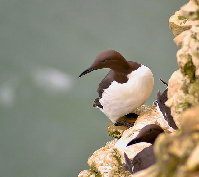 Guillemot