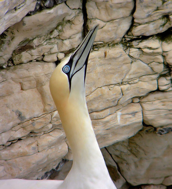 Gannet