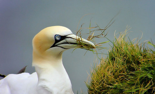 Gannet