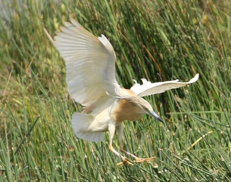 Squacco Heron