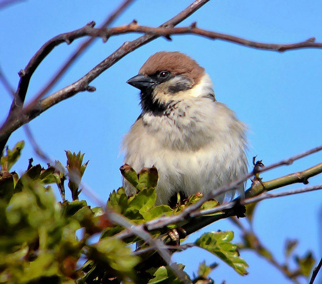 Tree Sparrow