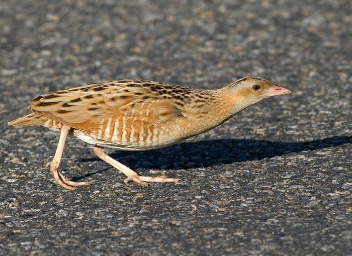 Corncrake