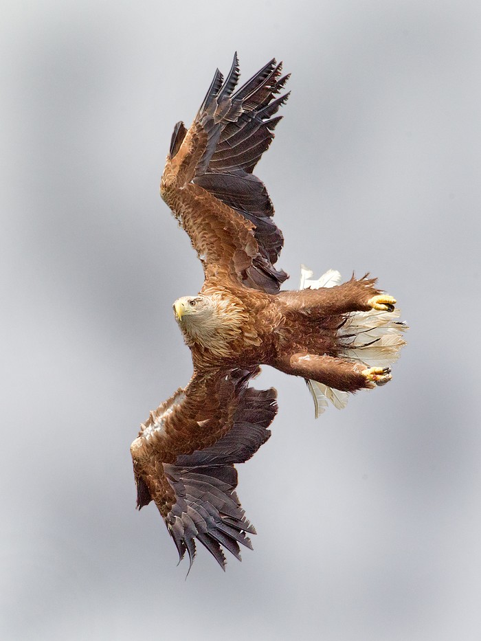 White-tailed Eagle