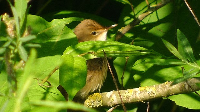 Reed Warbler