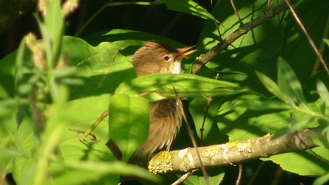 Reed Warbler