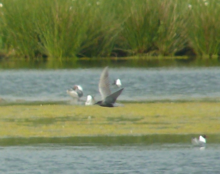 Black Tern